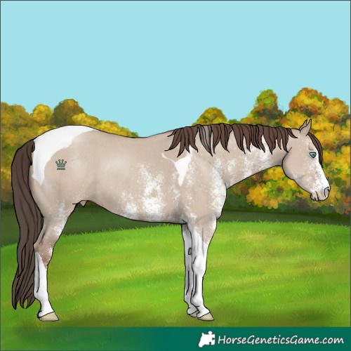 Horse Color:White Spotted Classic Champagne Dun Tobiano
