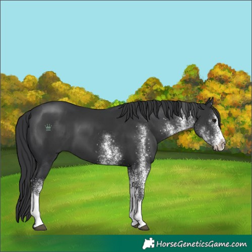 Horse Color:White Spotted Black Tobiano