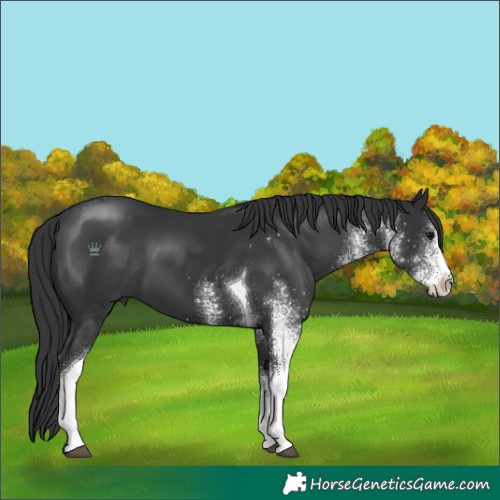 Horse Color:White Spotted Black Tobiano