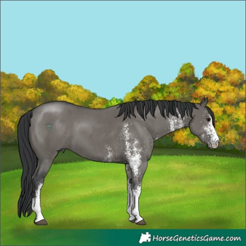 Horse Color:White Spotted Grullo Tobiano