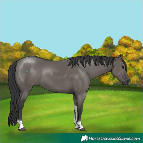 Horse Color:Grullo Tobiano