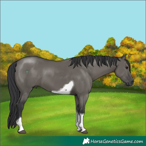 Horse Color:Grullo Tobiano