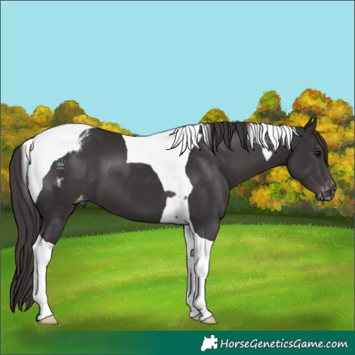 Horse Color:Smoky Black Tobiano Varnish