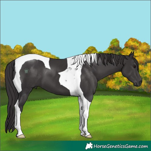 Horse Color:Smoky Black Tobiano 
