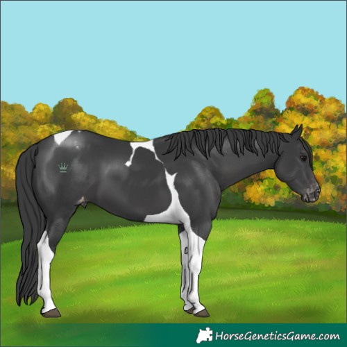Horse Color:Black Tobiano Varnish