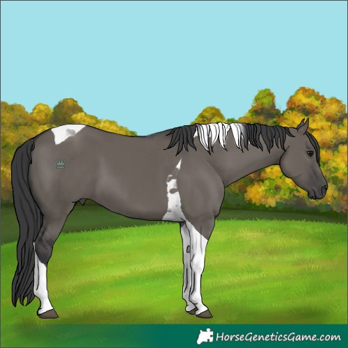 Horse Color:Grullo Tobiano