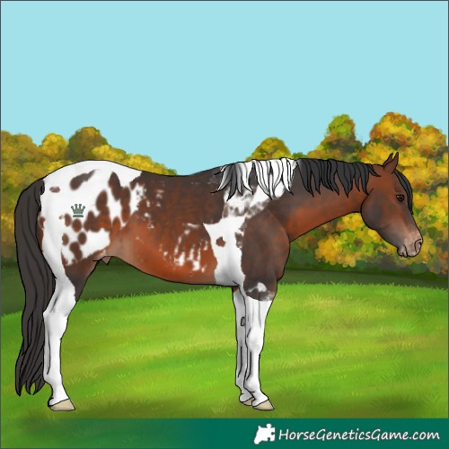 Horse Color:Brown Tobiano Blanket 