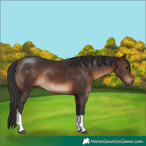 Horse Color:Brown Tobiano Rabicano 