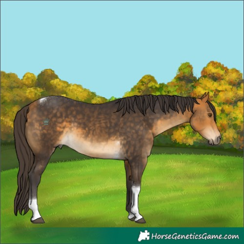 Horse Color:Buckskin Tobiano Rabicano