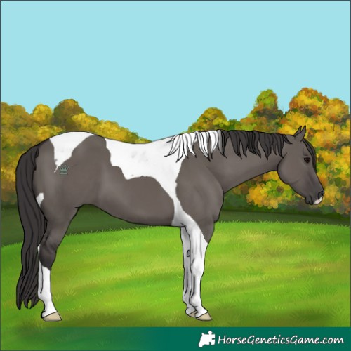 Horse Color:Smoky Grullo Tobiano 