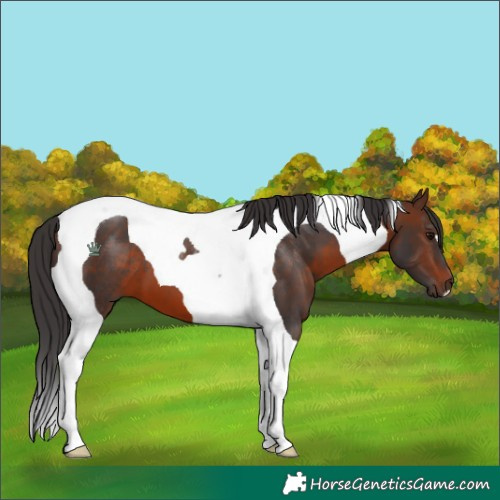 Horse Color:Brown Tobiano