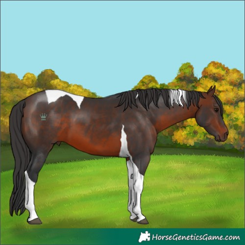 Horse Color:Brown Tobiano