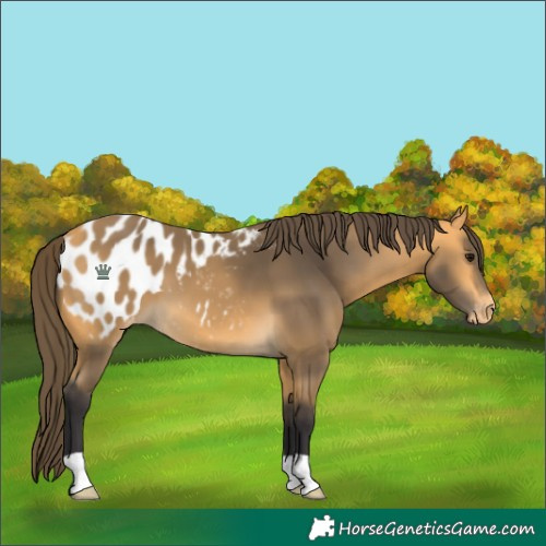 Horse Color:Buckskin Appaloosa