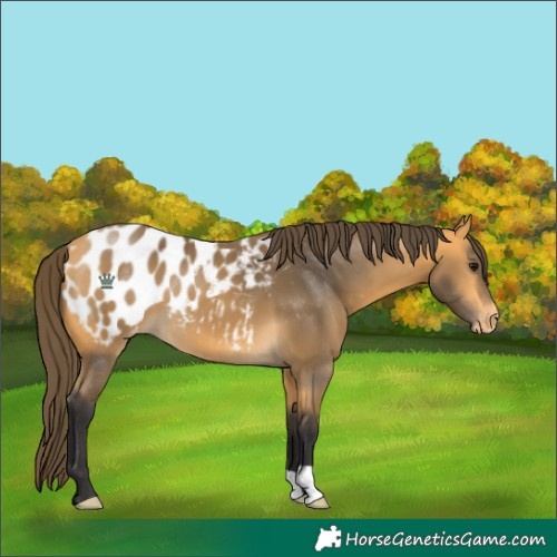 Horse Color:Buckskin Appaloosa