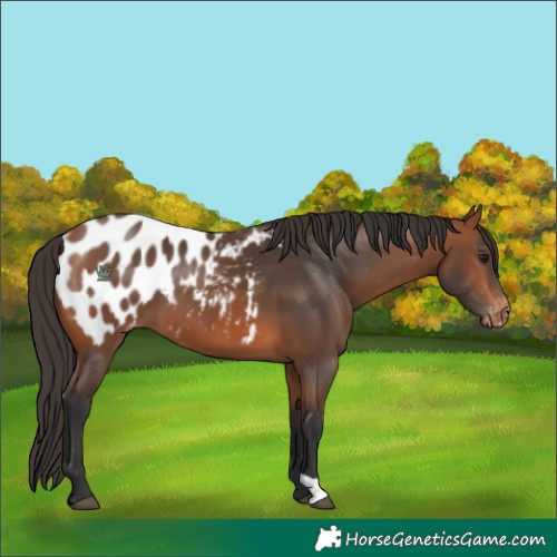 Horse Color:Bay Appaloosa 
