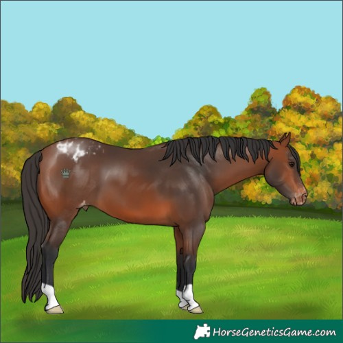 Horse Color:Bay Blanket