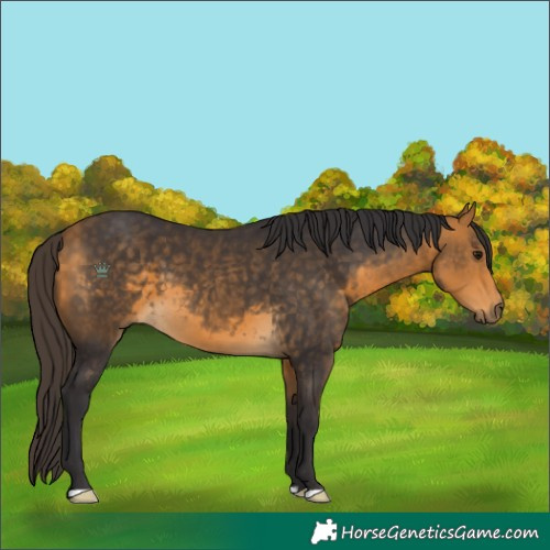 Horse Color:Buckskin