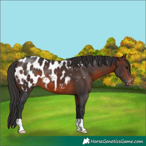 Horse Color:Brown Appaloosa 