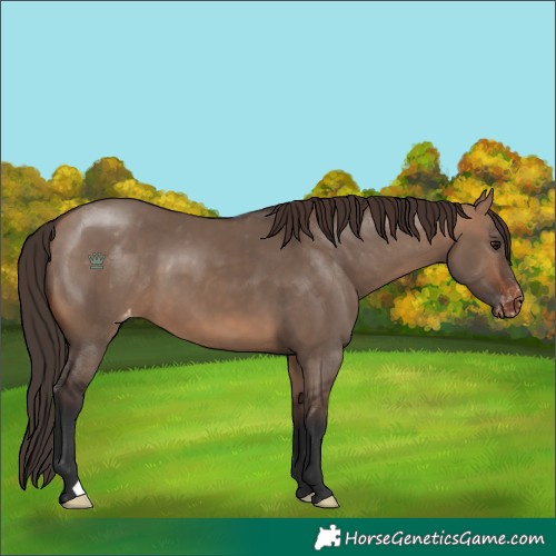 Horse Color:Bay Dun Appaloosa