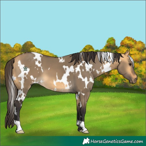 Horse Color:White Spotted Buckskin Dun 