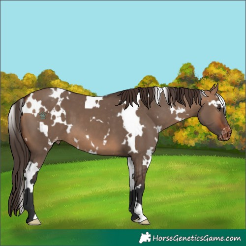 Horse Color:White Spotted Bay Dun Varnish 