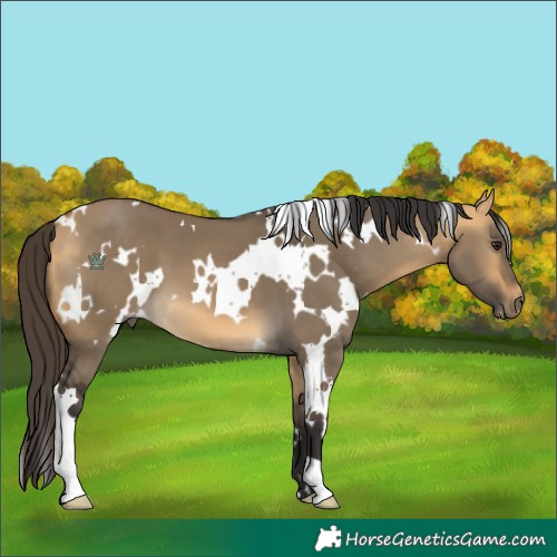 Horse Color:White Spotted Buckskin Dun 