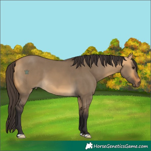 Horse Color:Buckskin Dun 