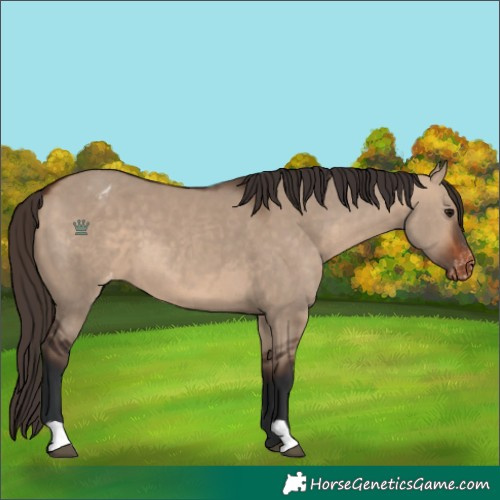 Horse Color:Bay Dun Appaloosa 