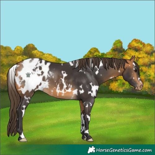 Horse Color:White Spotted Buckskin Appaloosa 