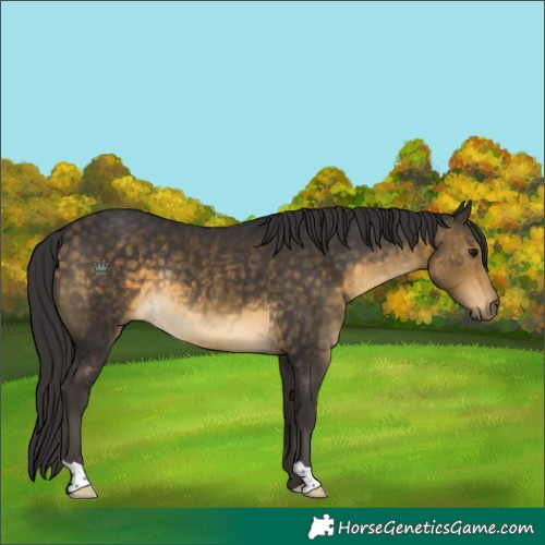 Horse Color:Buckskin Rabicano 
