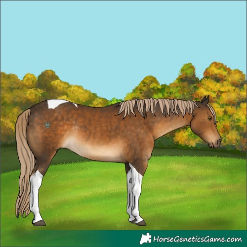 Horse Color:Chocolate Palomino Tobiano Rabicano