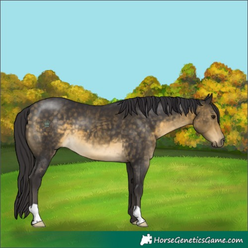 Horse Color:Buckskin 
