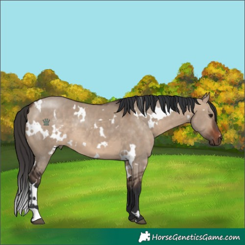 Horse Color:White Spotted Bay Dun 