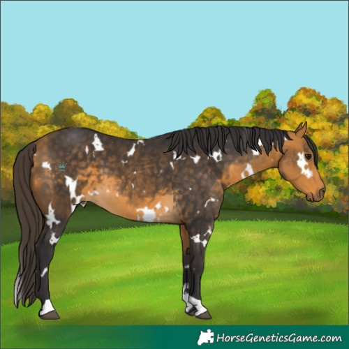 Horse Color:White Spotted Buckskin