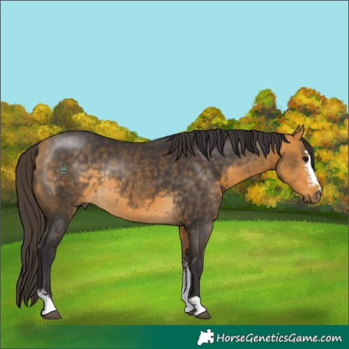 Horse Color:Buckskin Sabino Rabicano