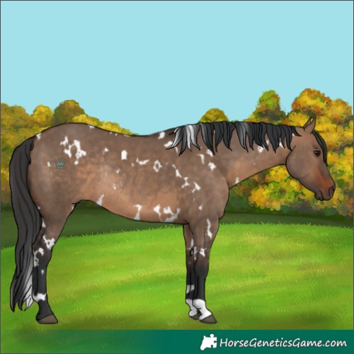Horse Color:White Spotted Brown Dun Rabicano 