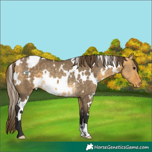 Horse Color:White Spotted Buckskin Dun Appaloosa Rabicano