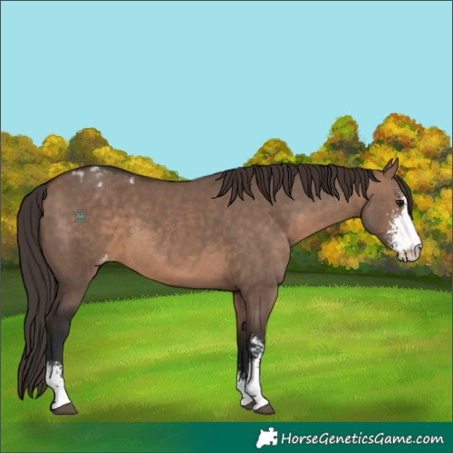 Horse Color:Brown Dun Sabino Appaloosa 
