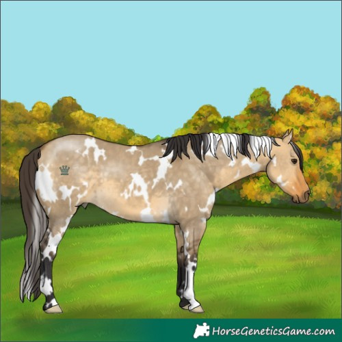 Horse Color:White Spotted Buckskin Dun