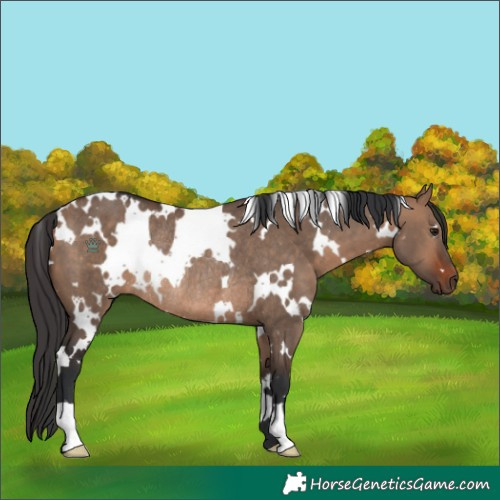 Horse Color:White Spotted Bay Dun Rabicano