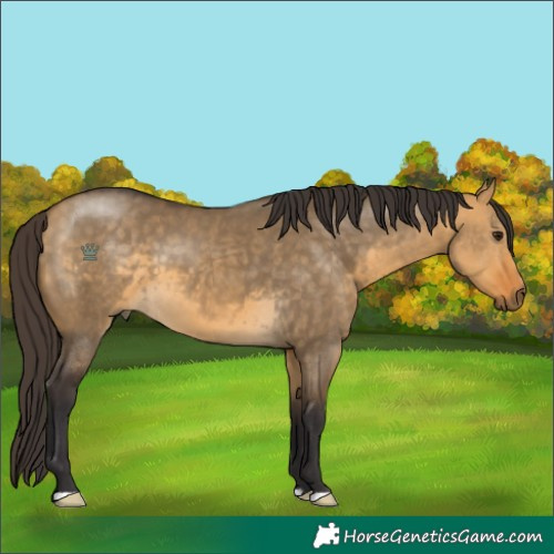 Horse Color:Buckskin Dun
