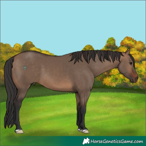 Horse Color:Brown Dun 