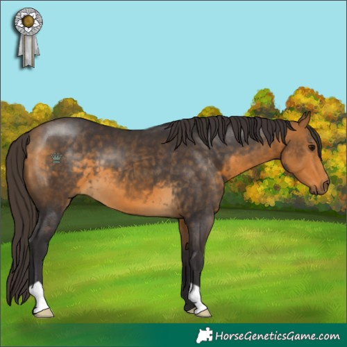 Horse Color:Buckskin