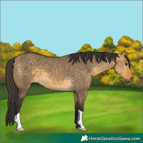 Horse Color:Buckskin Dun