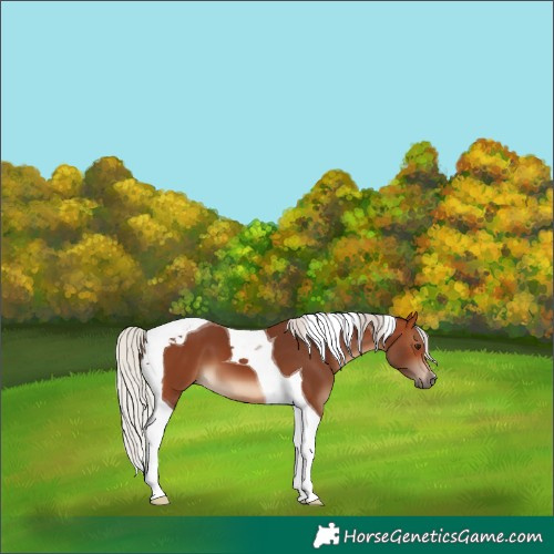 Horse Color:Silver Brown Tobiano 