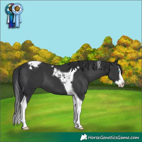 Horse Color:Black Splash Tobiano 