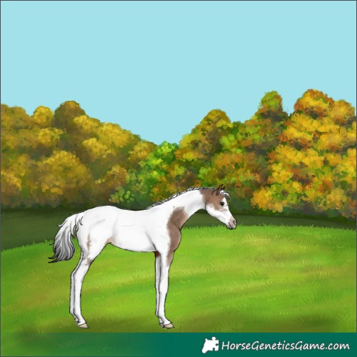 Horse Color:Brown Dun Tobiano Frame 