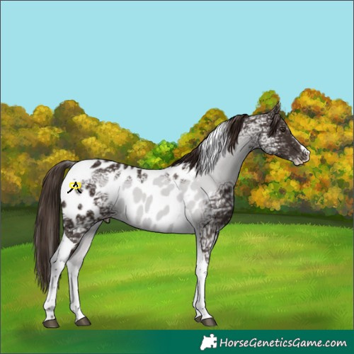 Horse Color:Liver Chestnut Ice Splash Tobiano Appaloosa