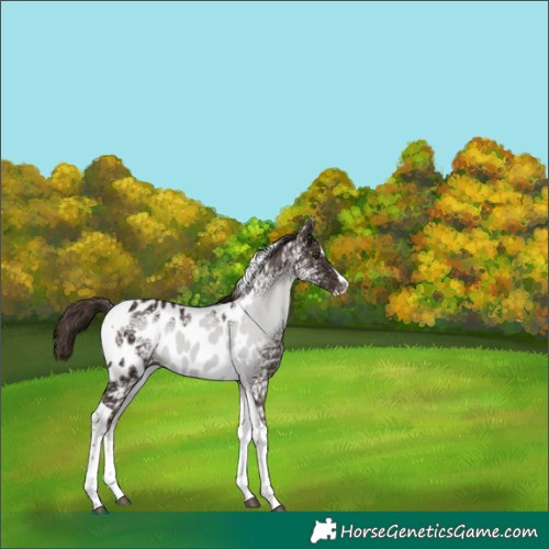 Horse Color:Liver Chestnut Ice Splash Tobiano Appaloosa 