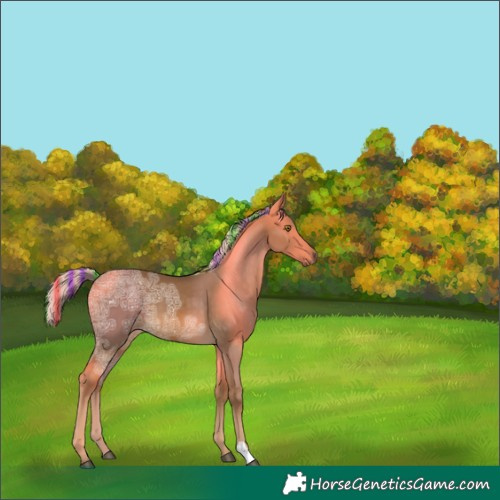 Horse Color:Painted Chocolate Palomino Ice 